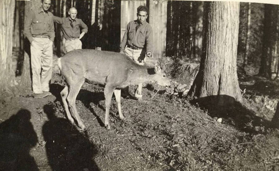 Three uniformed CCC men standing in the woods behind a wild deer. Two more men's shadows can be seen in the foreground. Back of the photo reads: 'Our tamed deer 'Spike'.'
