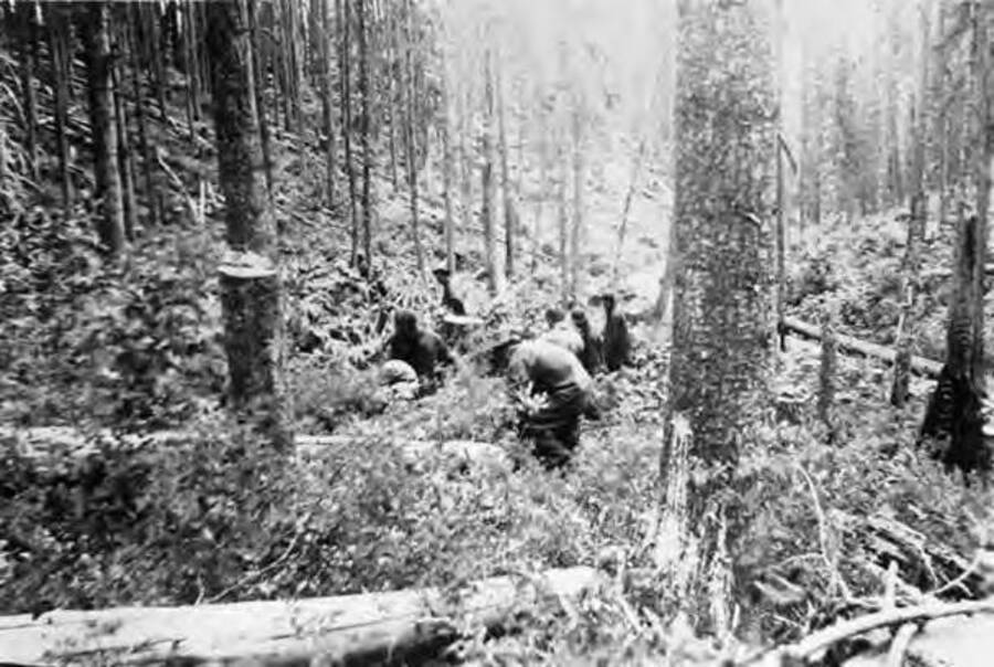 Several CCC men working in the woods pulling up ribes in the fight against blister rust. Writing by the photo reads: 'Fighting Blister Rust'.