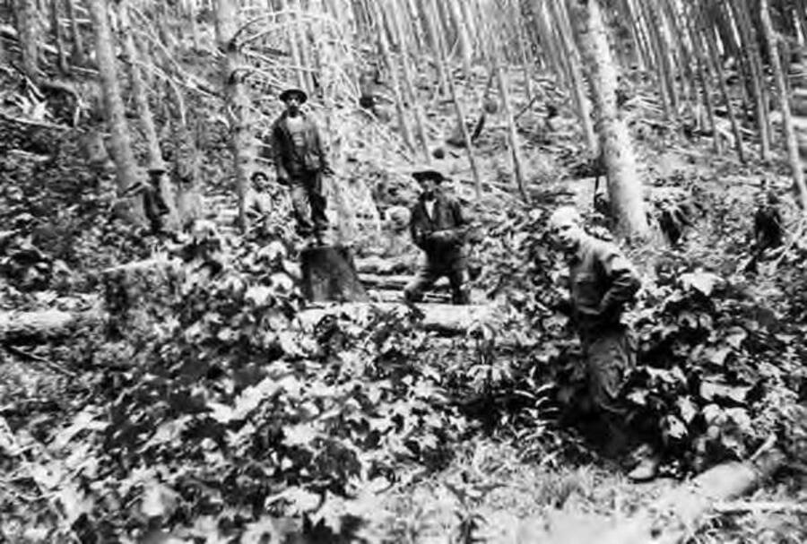 Several CCC men working in the woods pulling up ribes in the fight against blister rust. Writing by the photo reads: 'Sharky, Vitallo, Jackson'.