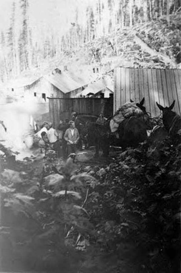 Several men and pack mules stand in front of buildings with a logged hillside in the background and foliage in the foreground. Writing under the photo reads: 'A Pack Train'