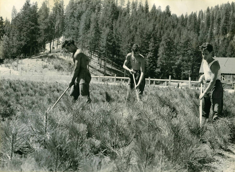 Three CCC men working in a field of conifer seedlings, each holding one is holding a hand tool. Wooded hills rise behind them in the background. Description reads: 'CCC boys working in Smiths Ferry nursery maintained by Southern Idaho Timber Protective Association near Payette N.F. August 1940 B.W. Schubert'.