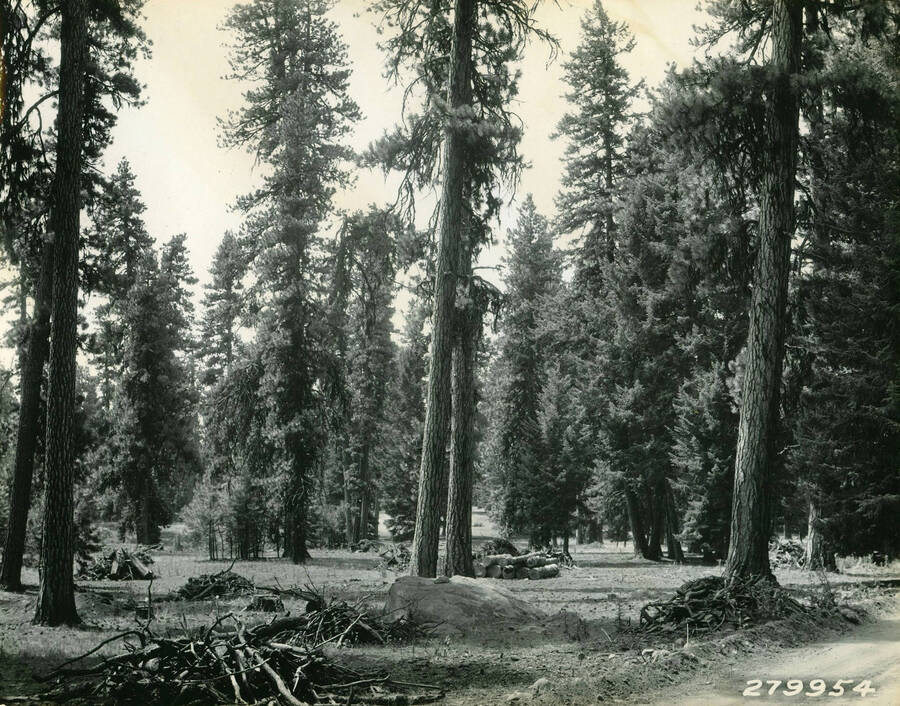 Burn piles of logs and dead branches on the side of the road in a forest. Description reads: 'From photo point No. - on road to Brundage Lookout. Material piled and ready to burn. Cleanup by boys from State CCC Camp at McCall. K.D. Swan - 1933'.