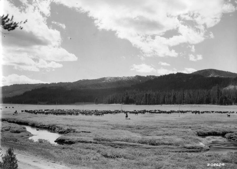 A field full of cattle is framed by a meandering creek in the foreground and a range of hills in the background. A few coyboys and their dogs can be seen on the edges of the herd of cows. Description reads: 'The fall roundup in Bear Valley. Forest: Sawtooth N.F., State: Idaho, Date: 9-24-35, Author: K.D. Swan'.