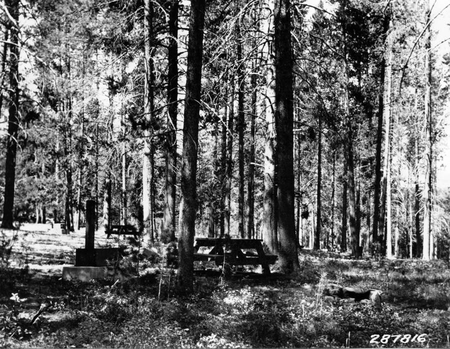 Three campsites in the middle of the woods. Each has a picnic table, a fire circle, and a campstove.