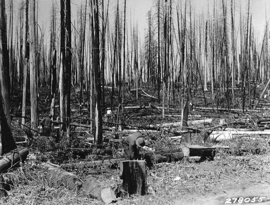 Snags being felled by CCC men in a hazard reduction area, near Kaniksu CCC Camp F-31, at Kalispell Bay. Back of photo reads: 'Hazard reduction area on which snags are being felled. Kaniksu Camp F-31, Kalispell Bay. Taken by K.D. Swan.