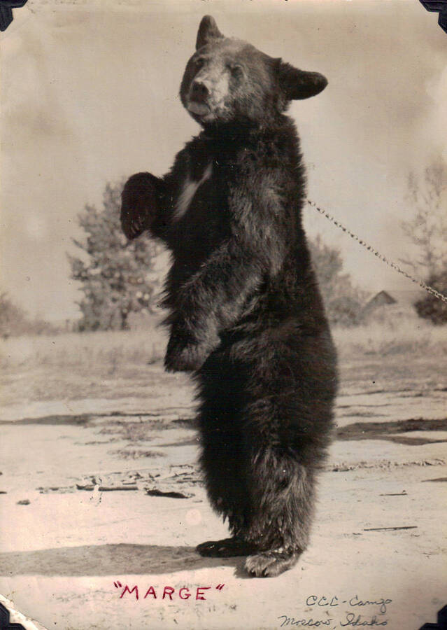 Black bear named Marge, the camp mascot, on a chain. Writing on the photo reads: ''MARGE' CCC - Camp Moscow, Idaho'.