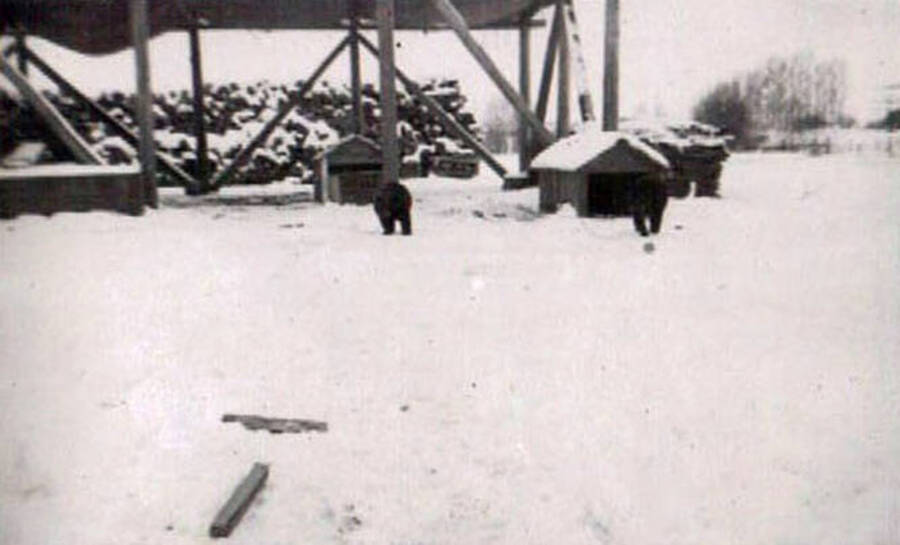 Two bears are wandering through the snowy CCC camp. Small sheds, firewood, and the base of a tower can be seen behind the bears.