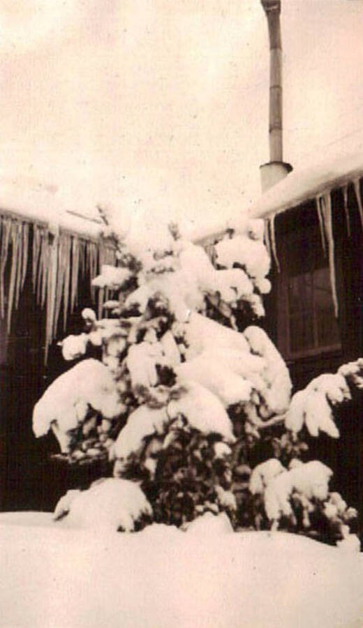A snow-covered sapling in front of a building with icicles on the roof.