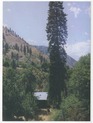 Michael Busch pictured waving next to Elk Horn Creek Cabin, his family's home for a brief time in the early 40s. The giant spruce tree pictured has been standing since at least 1940.