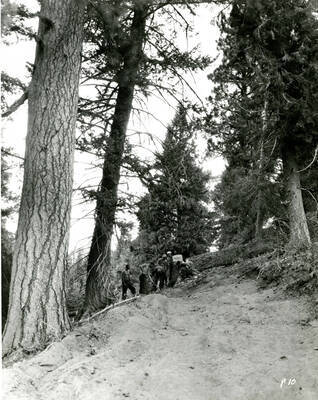 Work crew clearing trail, Camp Shafer Butte, Idaho