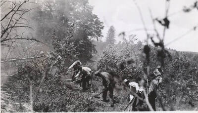 Work crew clearing road or trail through brush, Fort Hall camp