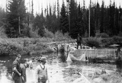 CCC men in a river working on a fish weir.