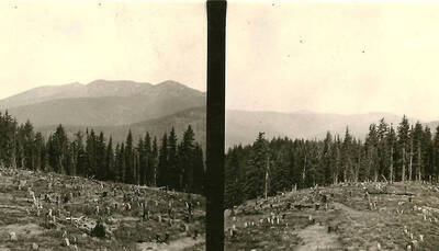 Two photos of an area of forest that has been clear-cut in front of a line of trees that have not been logged. Back of the photo reads: 'logging operations (clear-cutting)'