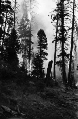 Close up photo of a copse of trees on fire.