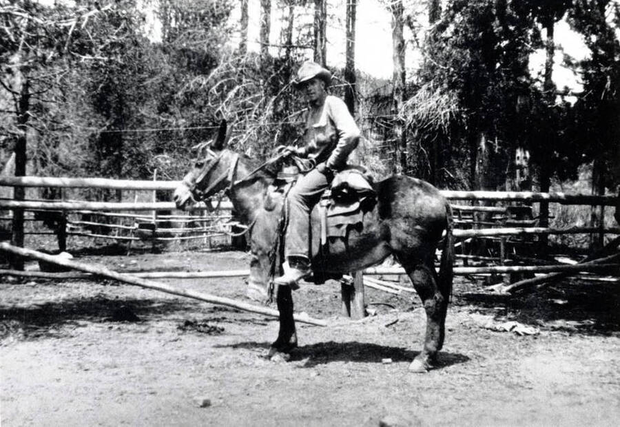 Senator Caffel seated on a mule. Near Dixie, Idaho.
