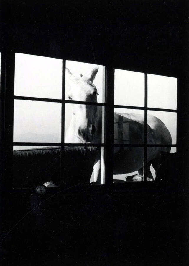 View of wool sack bed and Joe Gray (mule) peeping in window