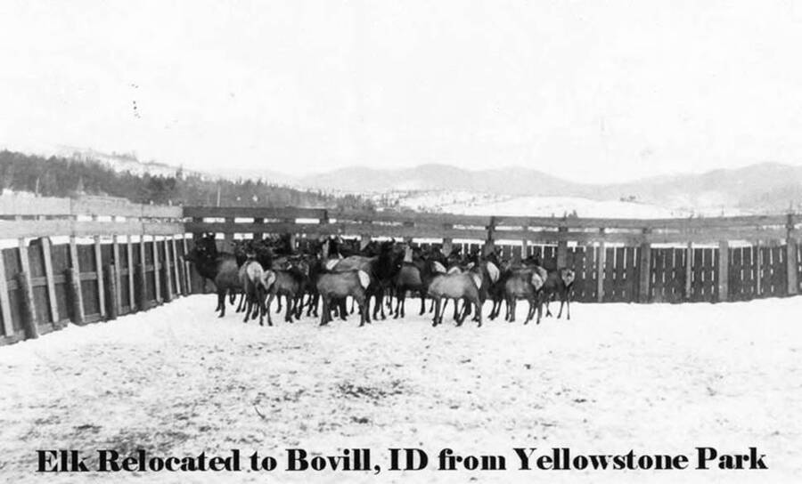 Elk that were relocated from Yellowstone Park are gathered  in a pen in Bovill, ID.