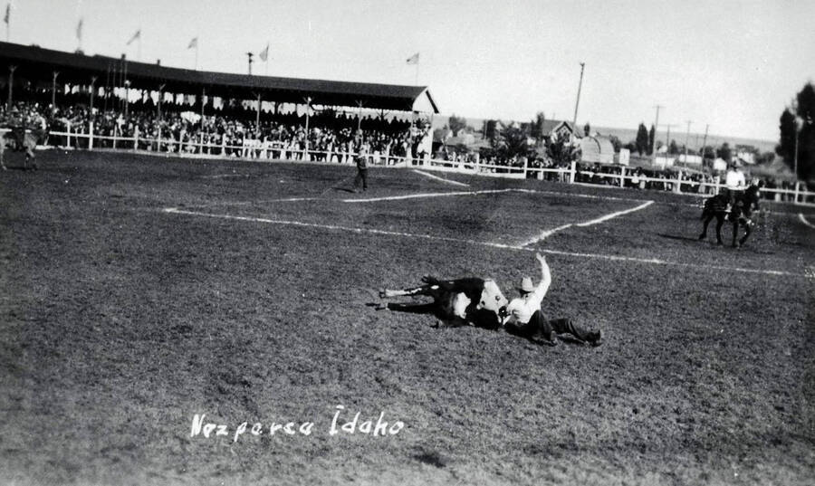 Man steer wrestling at rodeo. Nez Perce, Idaho.
