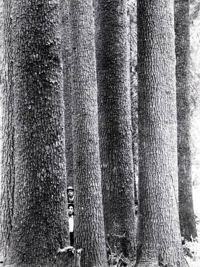 White Pines. St. Joe Forest. Idaho
