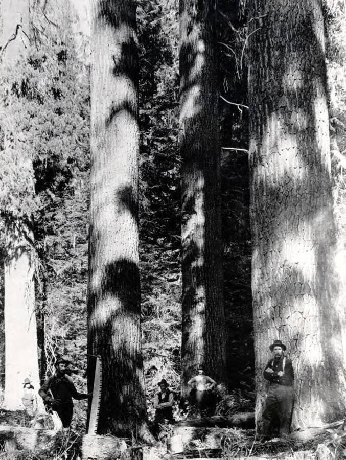 Lumbermen in the forest. St. Joe Forest. Idaho.