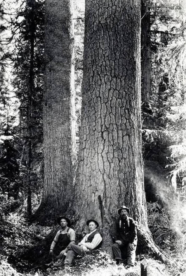 Lumbermen leaning against White Pine. St. Joe Forest. Idaho.