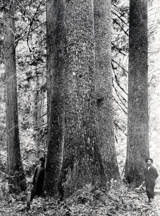Lumbermen and White Pine. St. Joe Forest. Idaho.