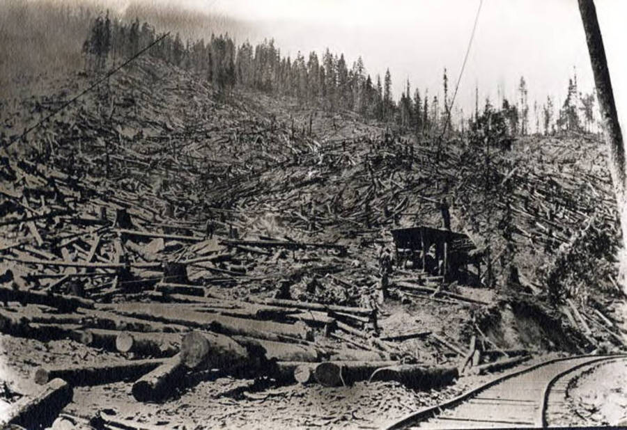 Shows hillside covered with fallen trees