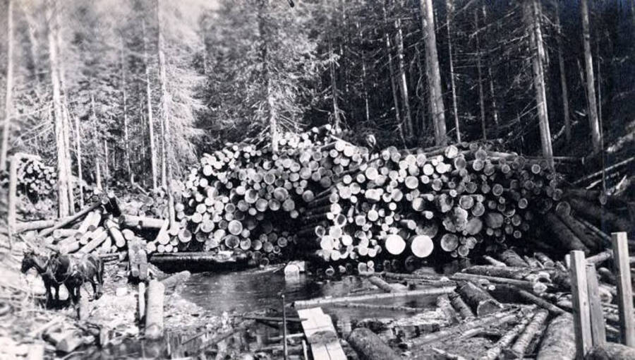 Shows stack of logs, log pond and team of horses