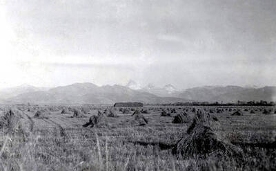 Wheat field in Teton Valley. Teton County, Idaho.