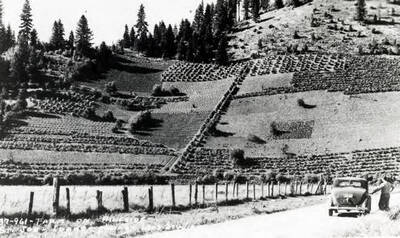 Mr. Sperry's hanging garden. Ferrel, Idaho.