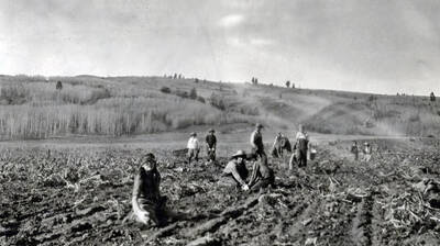 Harvesting potatoes in Teton County.