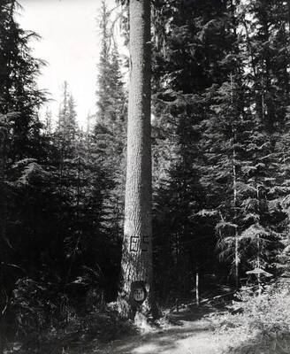 Mullan Tree in Fourth of July Canyon. St. Joe Forest. Idaho.