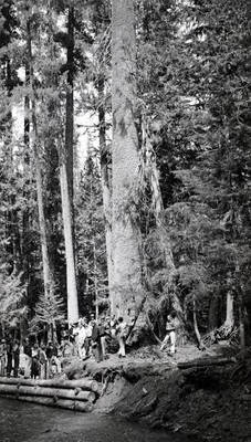 Big white pine. St. Joe Forest. Idaho.