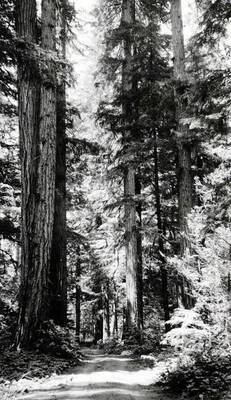 Forest scene. St. Joe Forest. Idaho