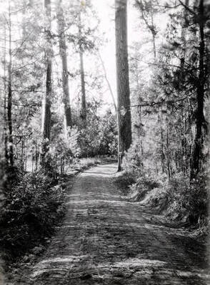 Forest scene. St. Joe Forest. Idaho