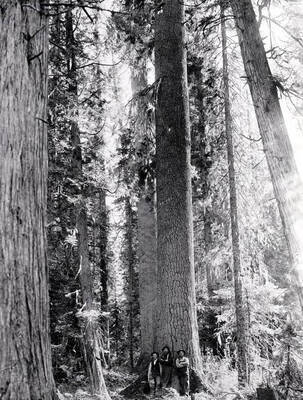 Lumbermen leaning against White Pine. St. Joe Forest. Idaho.