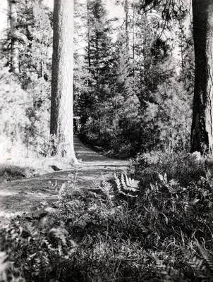 Forest scene. St. Joe Forest. Idaho.