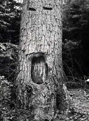 USFS legend is that it is 168' high, 72' diameter at breast height, and contains about 13,000 board feet of lumber. Mature since 1650