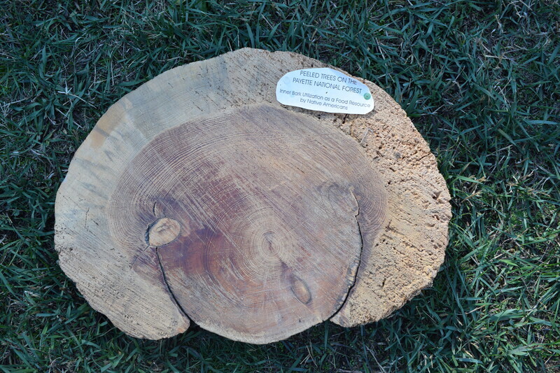 log cross section showing tree rings and one side of tree bark peeled