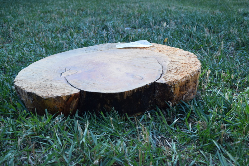 log cross section showing where tree bark was peeled