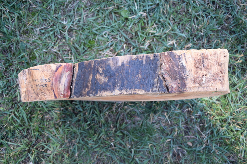 log cross section showing where tree bark was peeled
