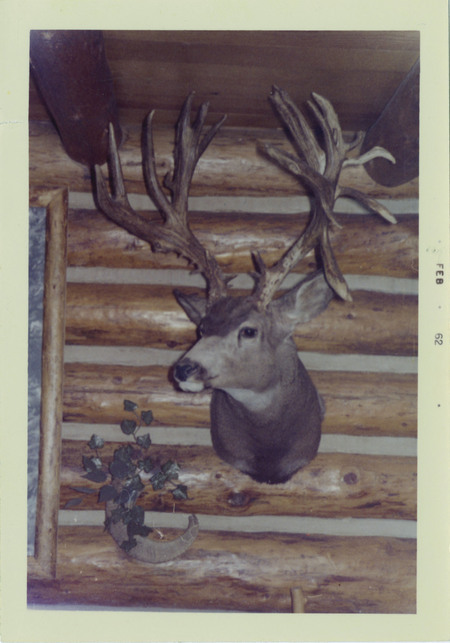 A mule deer head mounted in a log cabin interior.