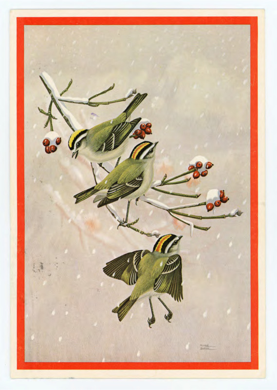 Handwritten postcard from Junius Bird. Front: art of "Golden-crowned Kinglets Painting" by Murrell Butler. Back: Handwritten note from Bird on the back wishing happy holidays and telling him they were going to Chile.