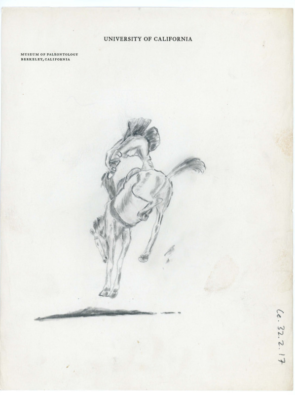 Hand drawn sketch of a man riding on top of a horse, which is bucking him off. The sketch shows the back of the horse and the man, and it drawn on paper with "University of California" heading.