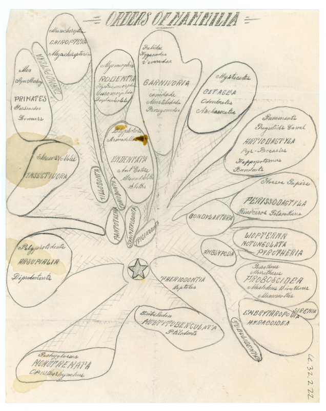 Hand drawn draft of a "map" of the Order of Mammalia with various types. The paper is damaged and has stains.