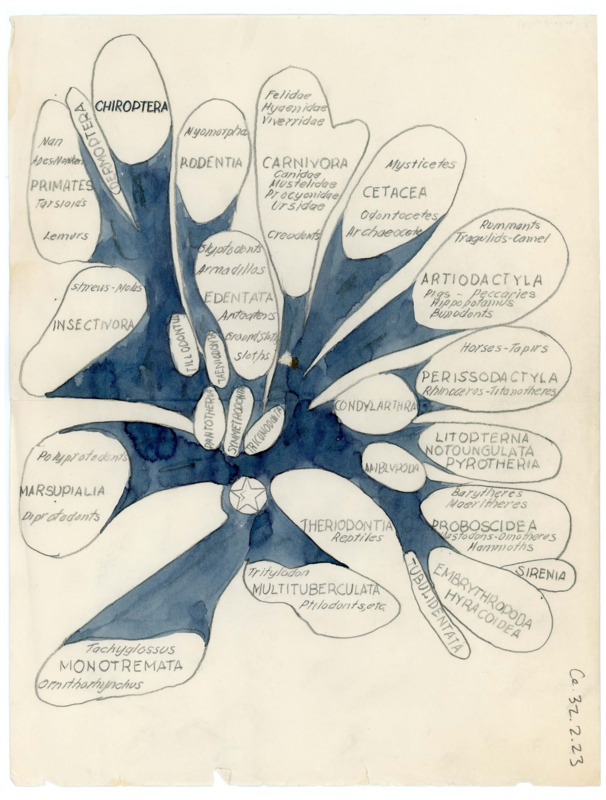 Hand drawn "map" of the Order of Mammalia with various types. Branches of the tree are painted in blue.