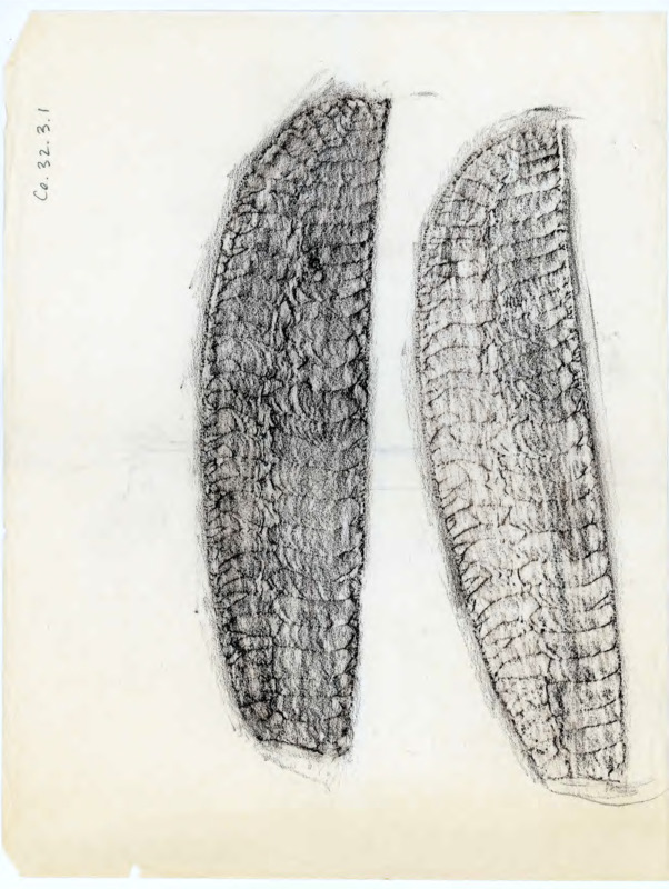 Charcoal drawing of two blades with details drawn in.