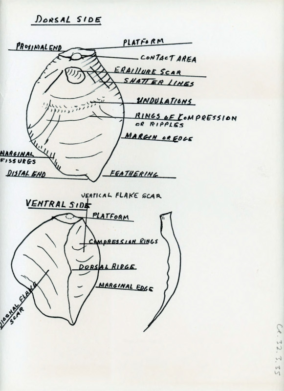 Hand drawn sketch of a flake with diagrams for the dorsal and ventral sides that detail information about the flake.