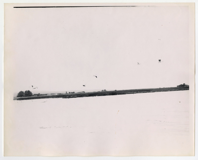 A washed out photo of birds, assumingly seagulls, flying over a body of water. The water is washed out and unclear. There is some land in the background.