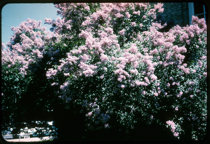 A photographic slide displaying a large bush of pink roses in the sun.